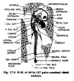 W.M. 48 Hours (27 Pairs somites ) Chick Embryo