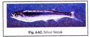 Silver Streak