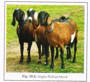 Anglo-Nubian Breed