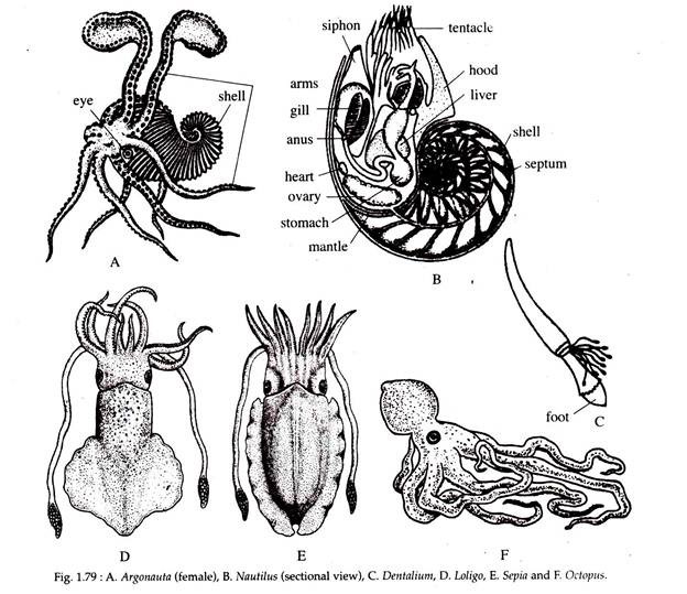 Argonauta, Nautilus, Dentalium, Loligo, Sepia and Octopus