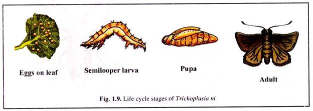 Life Cycle Stages of Trichoplusia ni