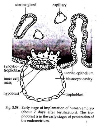 Early Stage of Implantation of Human Embryo