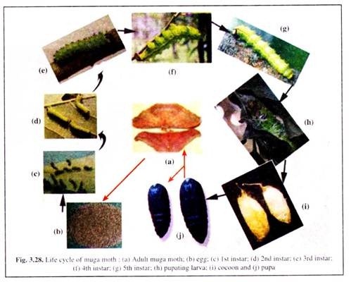 Life Cycle of Muga Moth