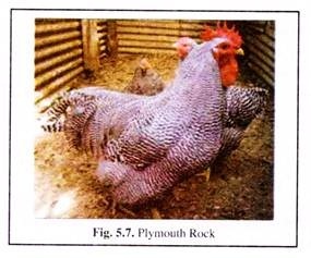 Plymouth Rock