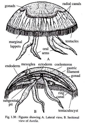 Aurelia (Jelly Fish): Structure, Histology and Nutrition