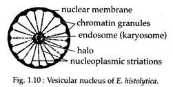 Vesicular Nucleus