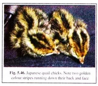 Japanese Quail Chicks