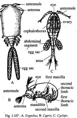 Ergasilus, Cypris and Cyclops