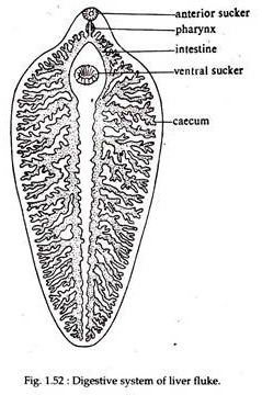Digestive System of Liver Fluke