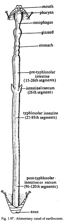 Alimentary Canal of Earthworm