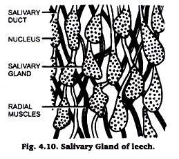 Salivary Gland of Leech