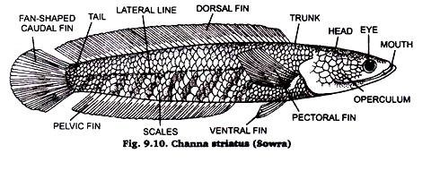 Channa striatus (Sowra)