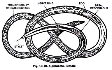 Xlphinema. Female