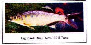 Blue Dotted Hill Trout