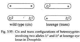 Cis and Trans Configurations of Heterozygotes