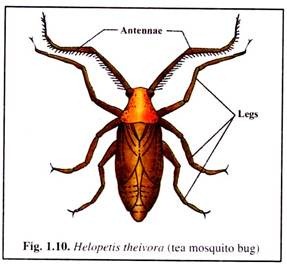 Helopetis Theivora