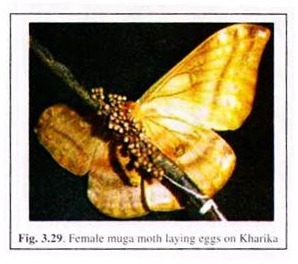 Female Muga Moth Laying Eggs on Kharika