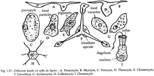 Different Kind of Cell in Sycon