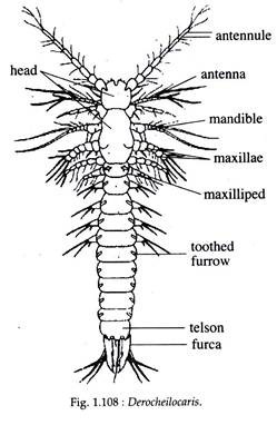 Derocheilocaris