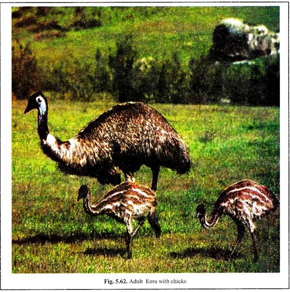 Adult Emu with Chicks