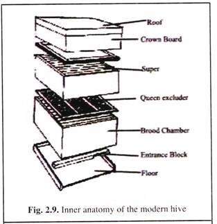 Inner Anatomyof the Modern Hive
