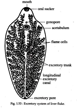 Excretory System of Liver Fluke