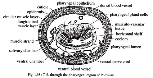 T.S through the Pharyngeal reagion of Pheretima