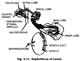 Nephridium of Leech
