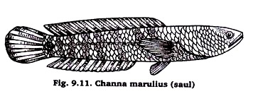 Channa marullus (Saul)