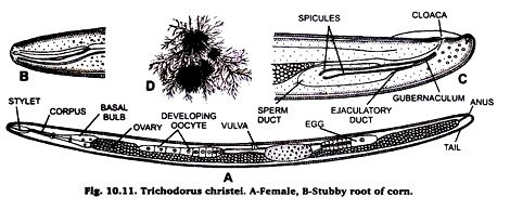 Trichodorus christiei