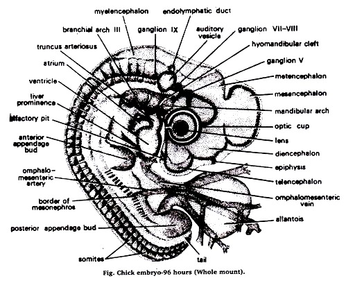 Chick embryo - 96 hours (Whole mount)