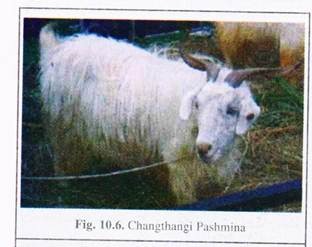 Changthangi Pashmina