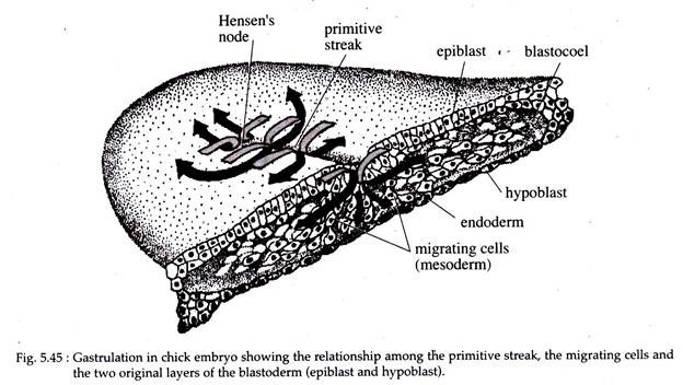 Gastrulation in the Chick Embryo