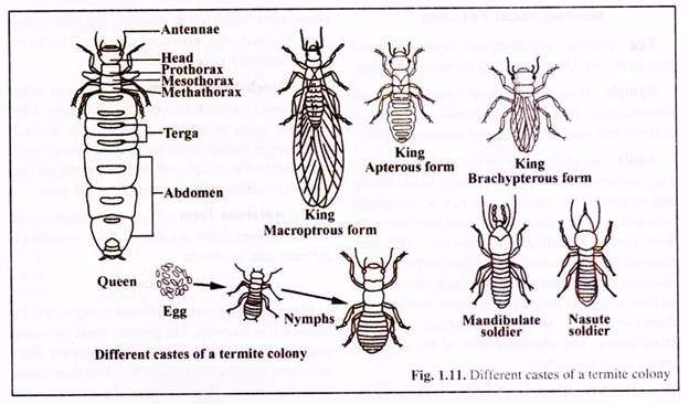 Different Castes of Termite Colony