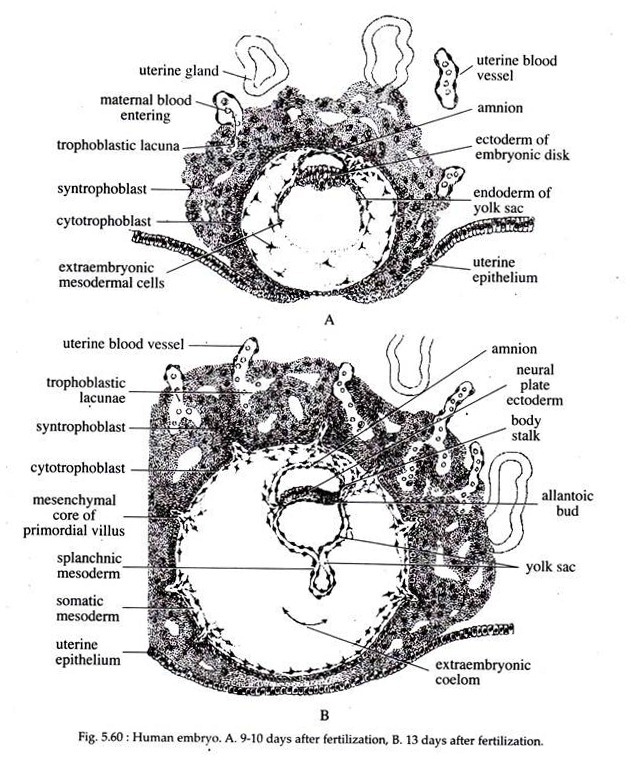 Human Embryo