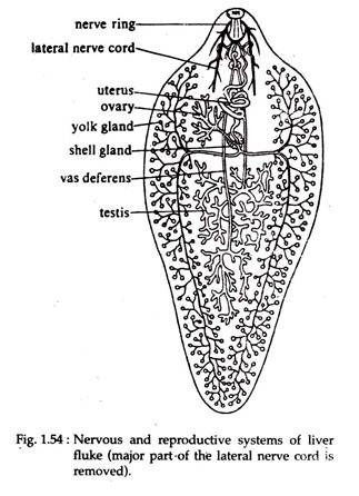 Study Notes on Fasciola Hepatica | Platyhelminthes