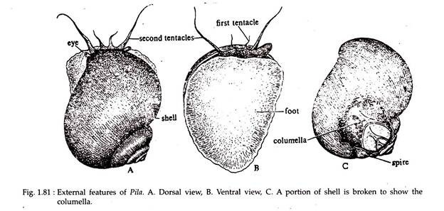 External Feature of Pila