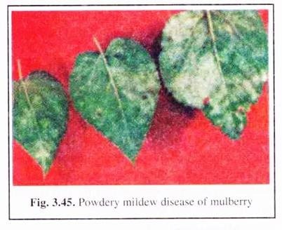 Powdery Mildew Disease of Mulberry 