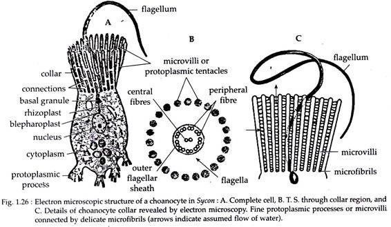 Electron Microscopic Structure of a Choanocyte in Sycon