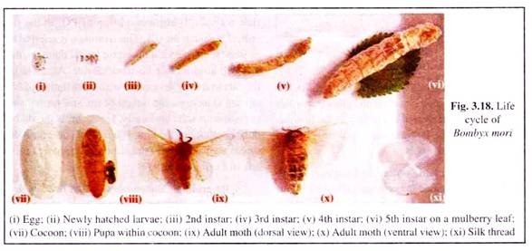 Life Cycle of Bombyx Mori