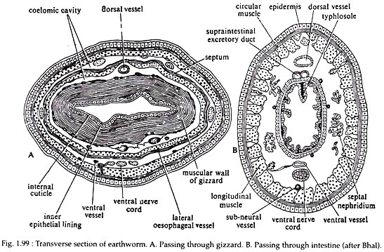 Transverse Section of Earthworm