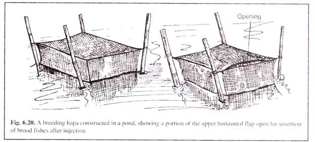 Breeding Hapa Constructed in a Pond