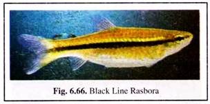 Black Line Rasbora