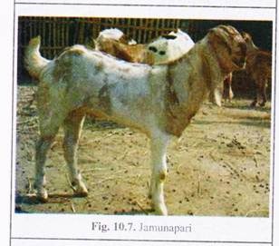 Jamunapari
