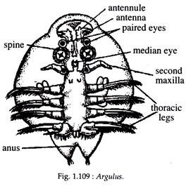 Argulus