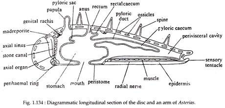 Study Notes on Asterias | Echinodermata