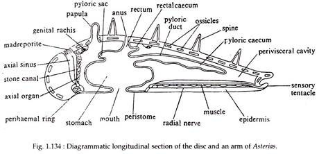 Diagramatic Longitudinal Section of the Discc and an Arm of Asterias