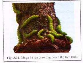 Muga Larvae crawling Downthe Tree Trunk
