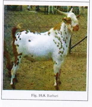 indian goat breeds with name