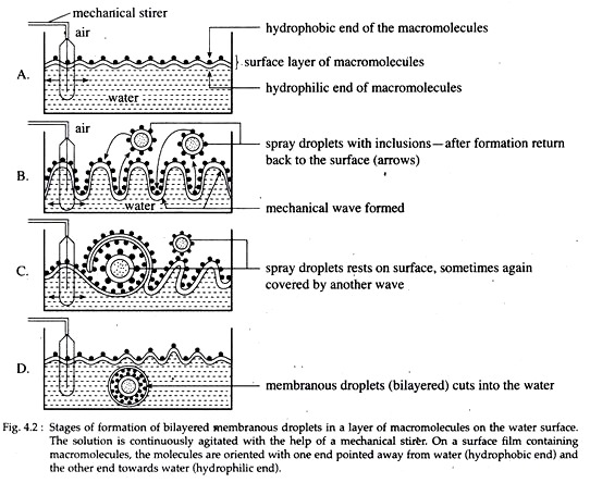 Stages of Formation